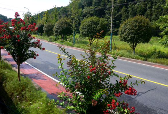 浏阳中和镇：花草提档升级 扮靓一路美景