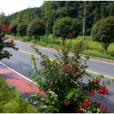 浏阳中和镇：花草提档升级 扮靓一路美景