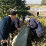 铲除“一枝黄花” 守护生态平衡