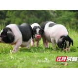 小花猪“跑”出乡村振兴好“丰”景
