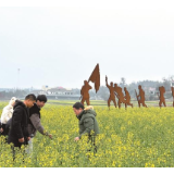 “农医生”下田，为油菜生产“把脉问诊”