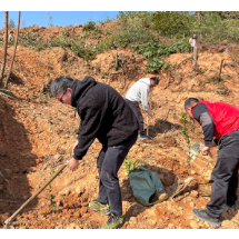 栽下1000余株油茶苗 播种乡村振兴新希望