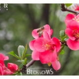 海报 | 繁花·芙蓉