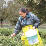 “星沙版”上春山 三万亩茶田抢“鲜”开采
