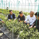 汇聚专家所长 提升蔬菜“研”值