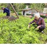 “银色力量”耀村庄 宜居屋场焕新颜