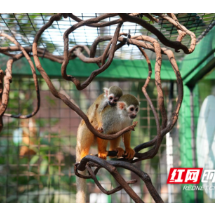 又添新成员！湘江欢乐海洋公园喜迎首只松鼠猴宝宝满月