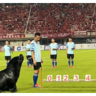 视频 | 神秘“球迷”亮相湘超 超萌海狮预测比分