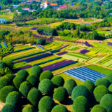圭塘河,幸福彼岸②|一树花开,甜润三湘