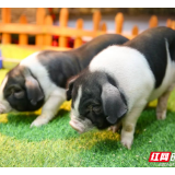从一头猪到一朵花，宁乡土特产如何开出农民致富幸福花