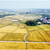 长沙县路口镇：移风易俗焕新乡村文明全景图