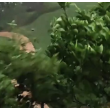 视频 | 早高峰“泡汤”预警！长沙26日暴雨大风即将“打卡”上班