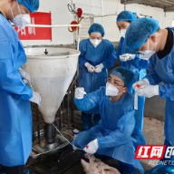 甘当“店小二”,这个团队64年输送港澳地区超1000万头优质生猪