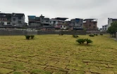 闲置地变草坪 乡村娃有处“撒欢”