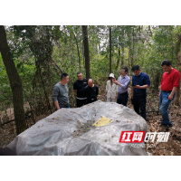 疫木除治月底清零 长沙向松树“癌症”发起猛攻