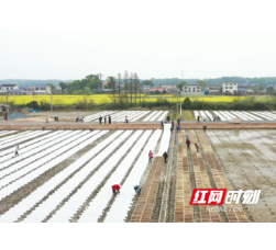 组图丨宁乡：春耕正当时，水稻育秧忙