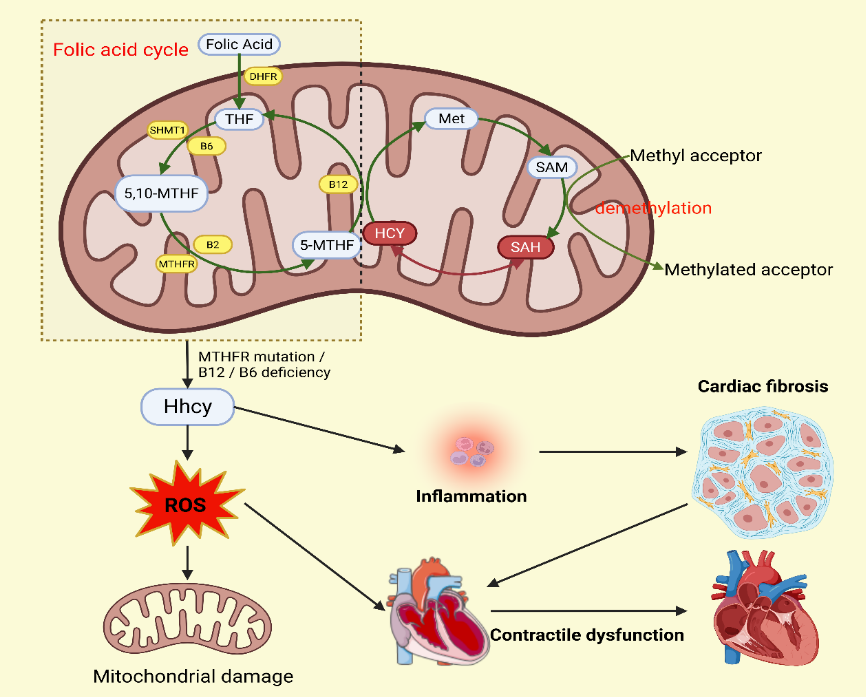 南华大学陈临溪团队发现叶酸代谢“失衡”或成心脏疾病“隐形推手”