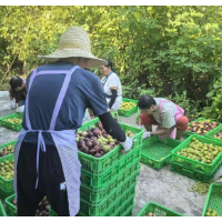 衡阳县文昌村：特色产业“三驾马车”拉动集体经济破百万