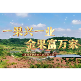 一果兴一业 金果富万家——衡南土枇杷的产业突围之路