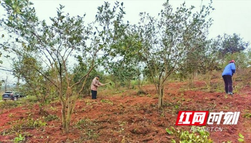 逐绿而行看耒阳② | 绿富同兴绘新景