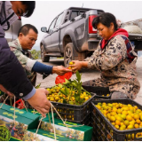 湖南祁东：脆蜜金桔喜丰收
