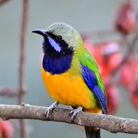 视频丨“彩衣精灵”初访 南岳衡山鸟类“朋友圈”＋1