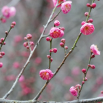 光影衡阳②丨来营盘山公园 邂逅冬日小“梅”好