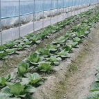 衡阳积极应对寒潮 力保蔬菜生产供应稳定