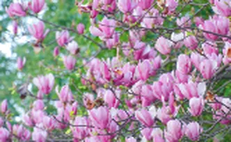 白如雪粉似霞 衡阳蔡伦大道换上“春日盛装”