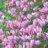 白如雪粉似霞 衡阳蔡伦大道换上“春日盛装”