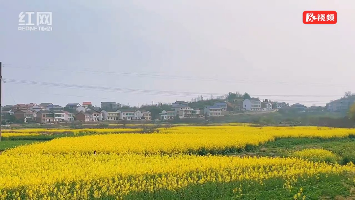 来衡山萱洲邂逅治愈系金色花海，遇见最美的春天！