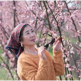 “花”样珠晖｜春日时光，没你不行！一起来看金甲“梅景”