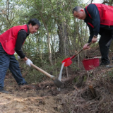 南岳衡山种植409株绒毛皂荚幼苗 极危物种保护取得新进展