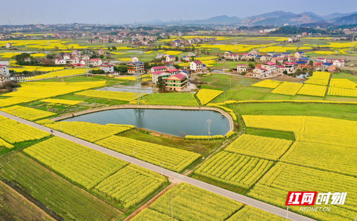 七一二矿的油菜花
