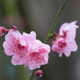 组图 | 衡阳：雨润繁花万物新