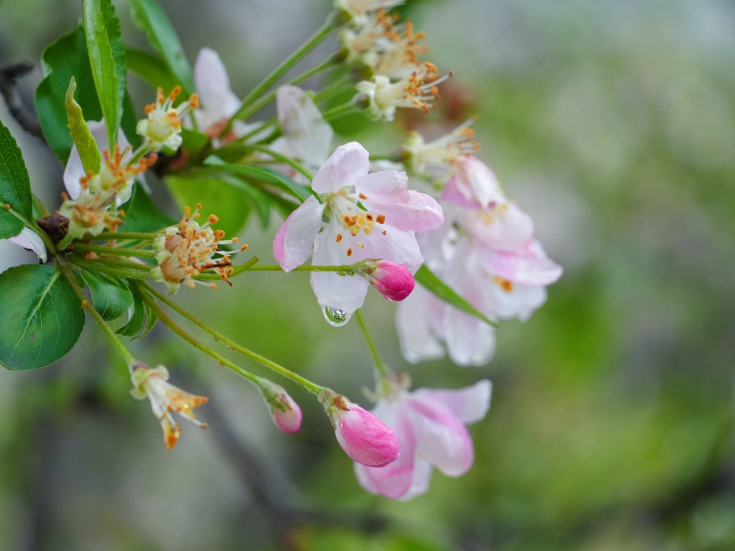 组图丨湖南衡阳:春雨急骤 海棠依旧
