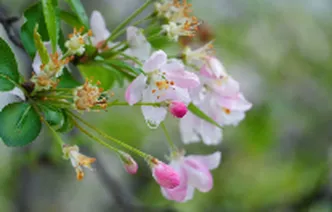 湖南衡阳：春雨急骤 海棠依旧