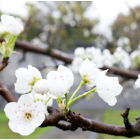 又见堰头梨花开