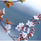 组图丨衡阳:紫李含润,雨落雁城