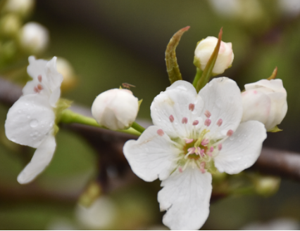 行走衡州③|梨花赋