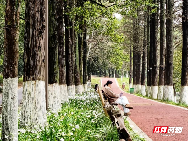 组图丨春满雁城,花开正好
