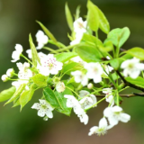 组图 |  雁城无处不飞花