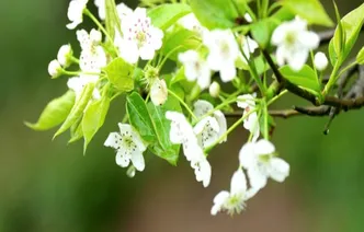 雁城无处不飞花