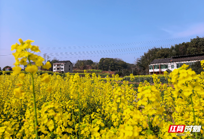 组图 | 衡阳：金色花海醉春风 雁峰岳屏赴春约