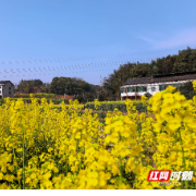 组图 | 衡阳：金色花海醉春风 雁峰岳屏赴春约