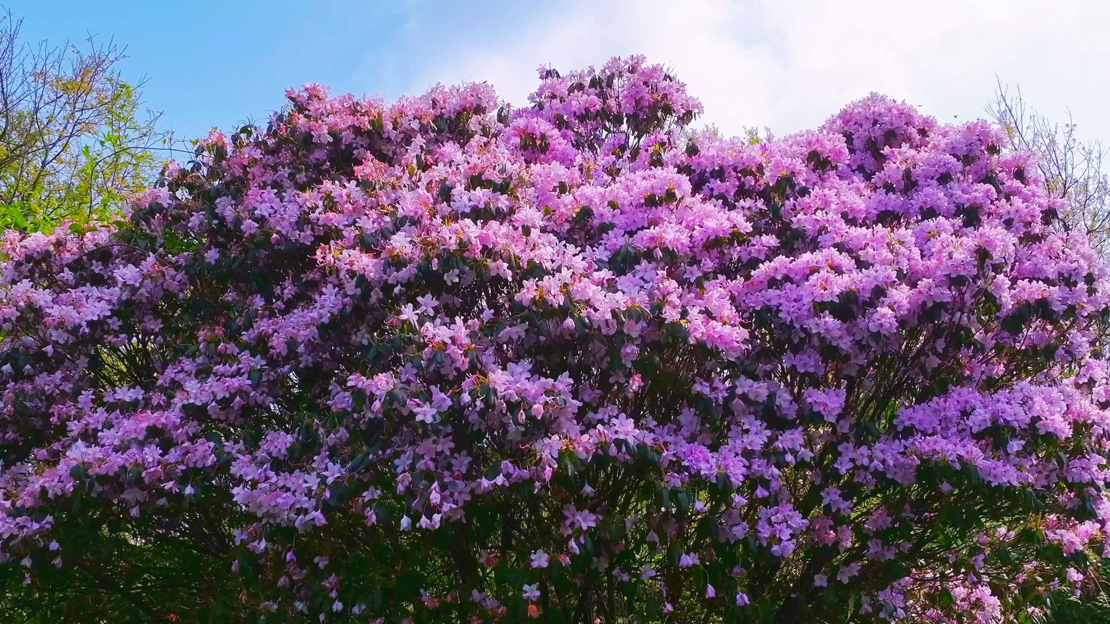 南岳衡山鹿角杜鹃迎来盛放期