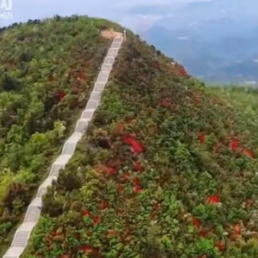衡山：雨后紫金山 映山红盛放