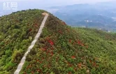 衡山：雨后紫金山 映山红盛放