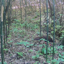 湖南南岳首次记录到成年白鹇带领幼鸟活动的影像
