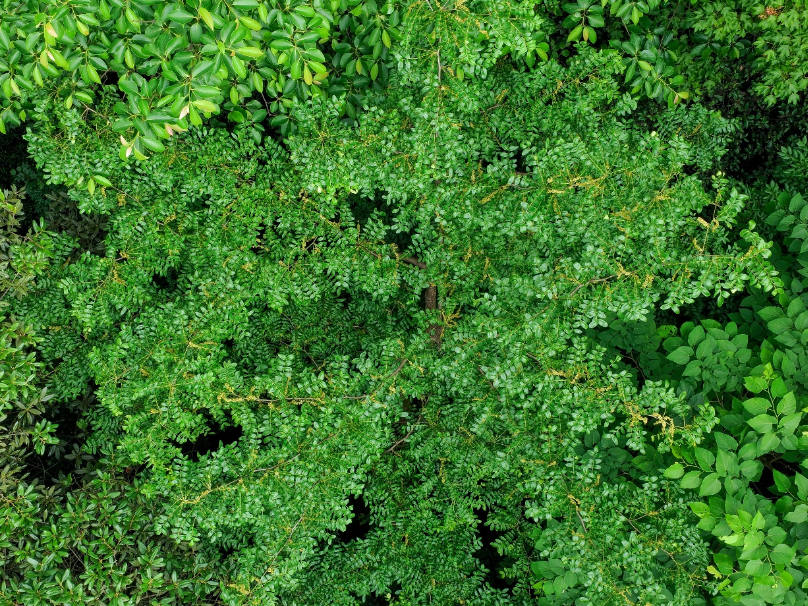 等了72年！310多岁“植物界大熊猫”被发现后首次开花